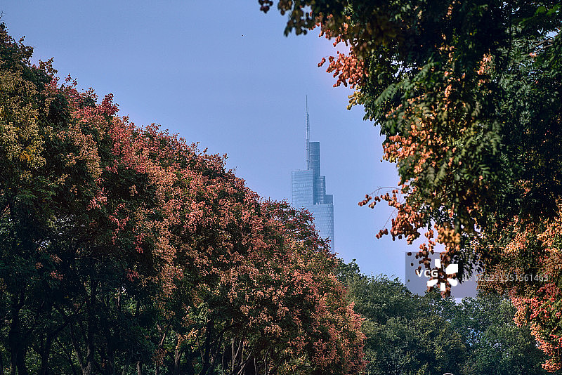 栾树开花紫峰大厦图片素材
