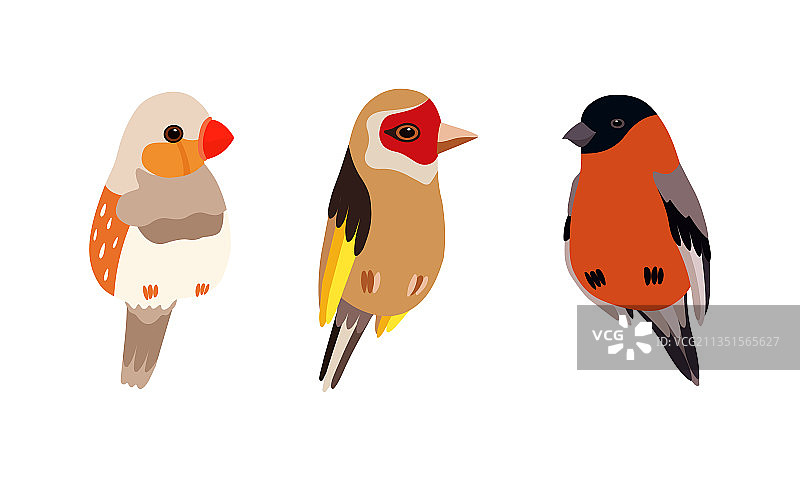 栖息的鸟类图片素材