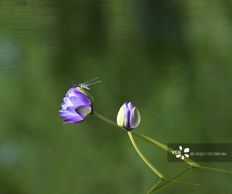 蓝色睡莲图片素材