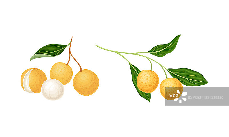 树枝上新鲜成熟的完整龙眼图片素材