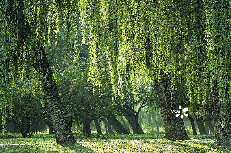 绿柳成荫图片素材