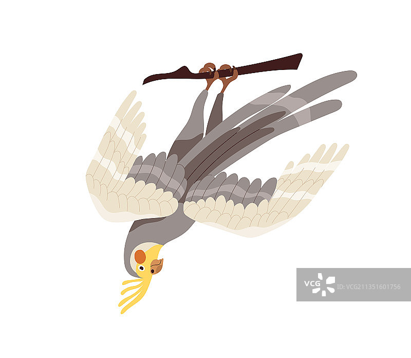 黄冠橙颊鸡尾鹦鹉图片素材