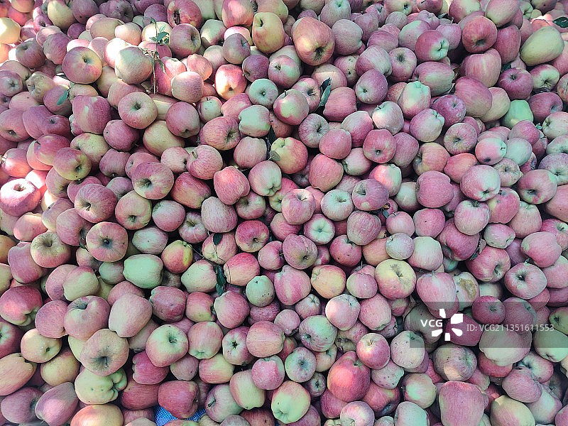 酥脆新鲜苹果，来自印度图片素材