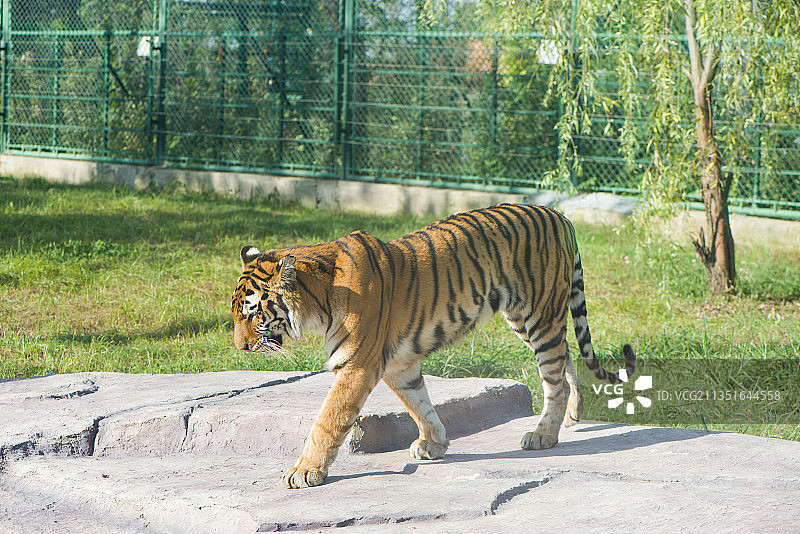 动物园里的老虎图片素材