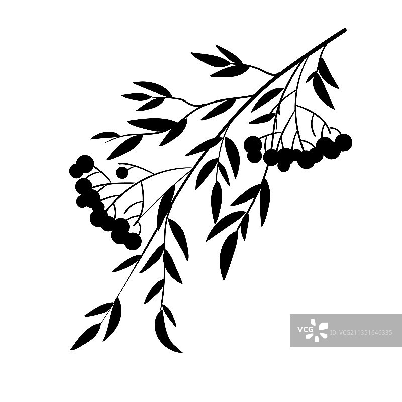 带有浆果的欧洲山 Rowan 枝轮廓图片素材