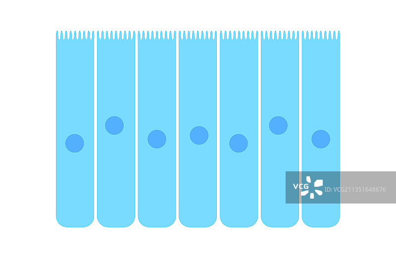 鼻粘膜上皮图片素材