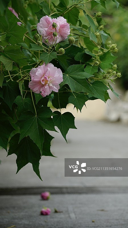 木芙蓉图片素材