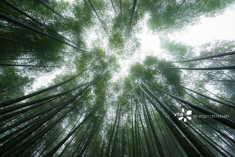 低视角竹林 雾图片素材