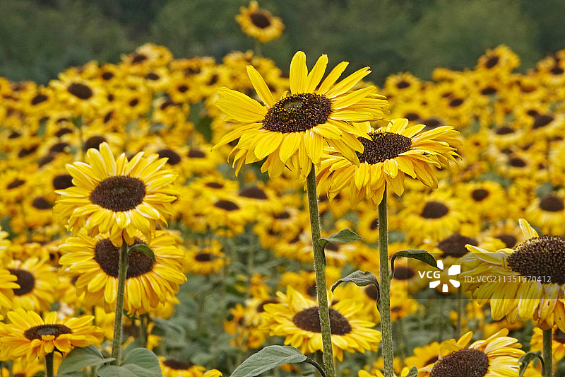 向日葵花田图片素材
