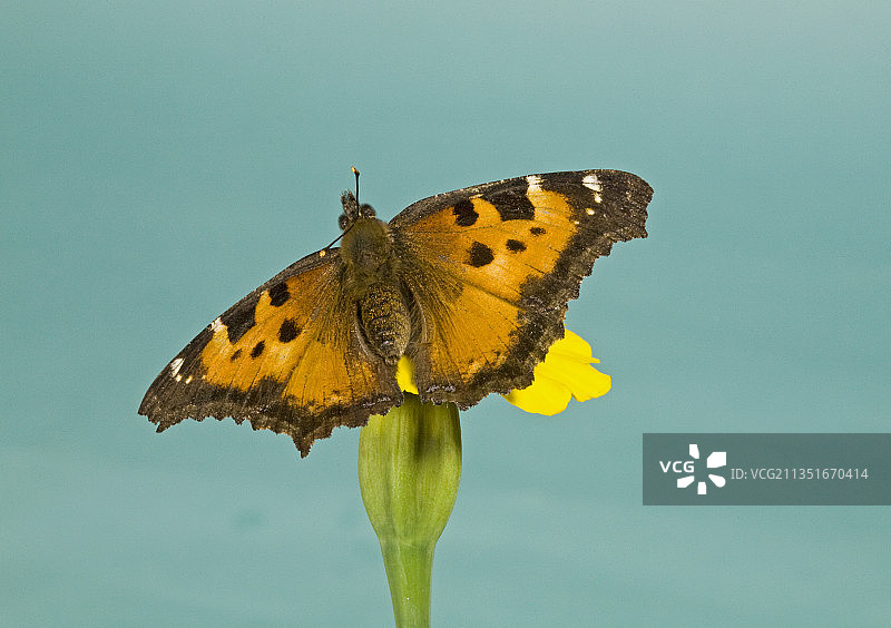 加州玳瑁蝴蝶图片素材