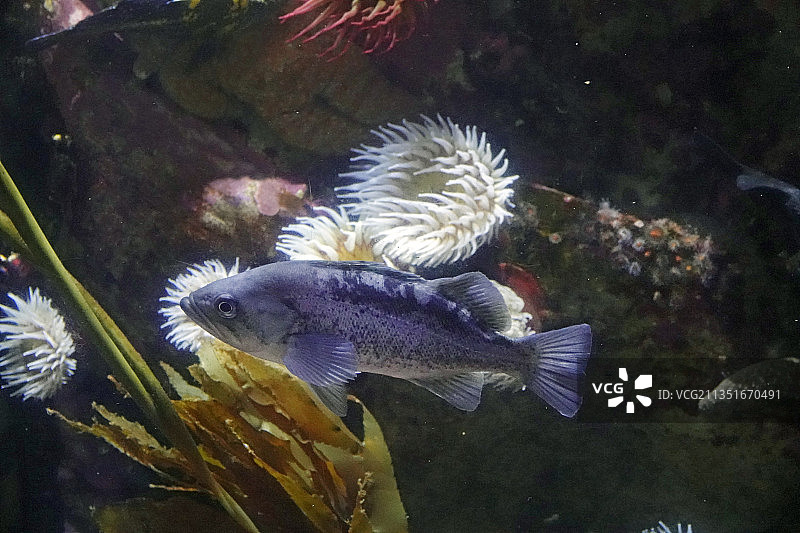 礁石上的海鲈鱼图片素材