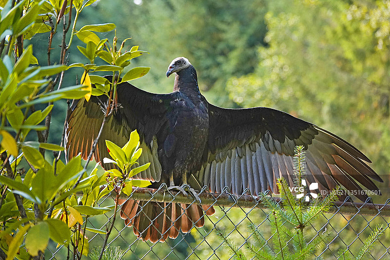 土耳其秃鹰图片素材