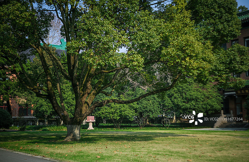 枝繁叶茂的大树图片素材