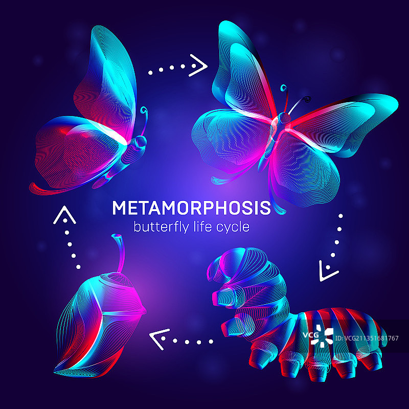 蝴蝶生命周期变形概念banner图片素材