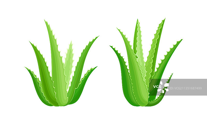 有机化妆品芦荟绿植套装图片素材