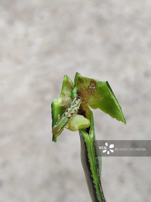 扁豆里长的虫子图片素材