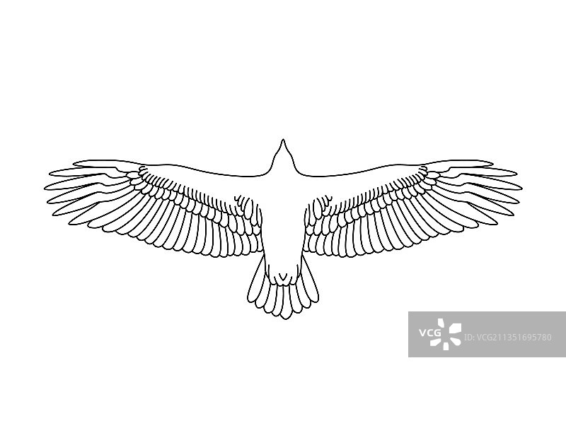 飞鹰模版鸟类绘画图片素材