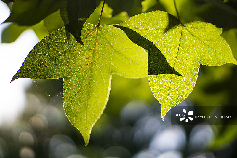 阳光下的绿色鹅掌楸叶图片素材