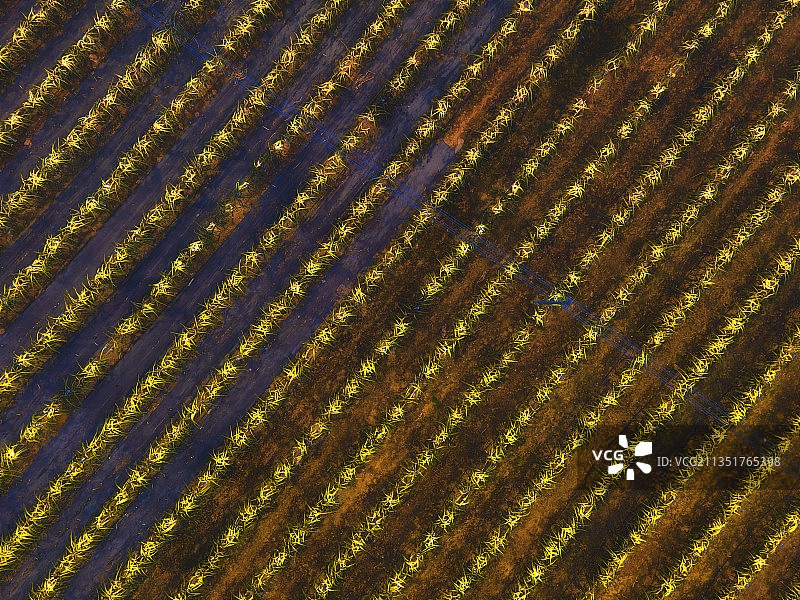 夜光孕育火龙果图片素材