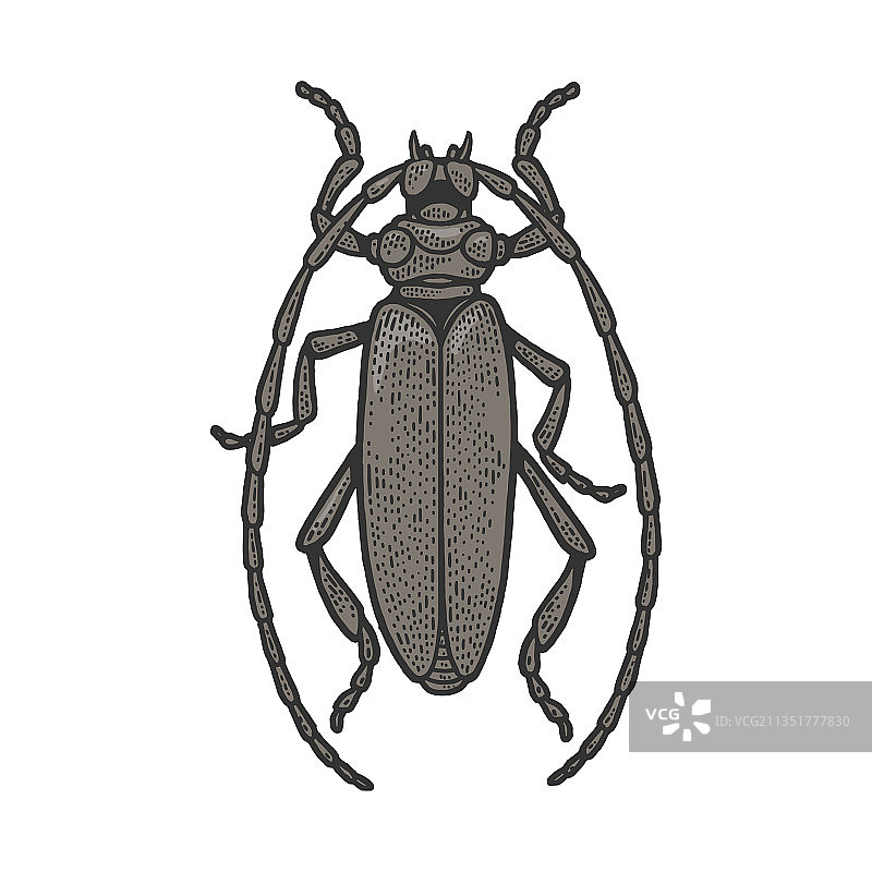 天牛素描图片素材