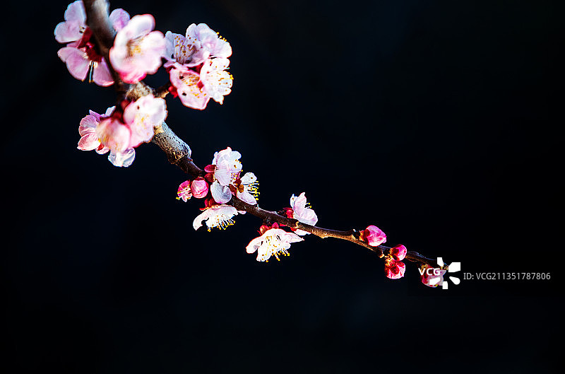 杏花图片素材