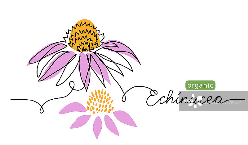 紫锥菊一笔画图片素材