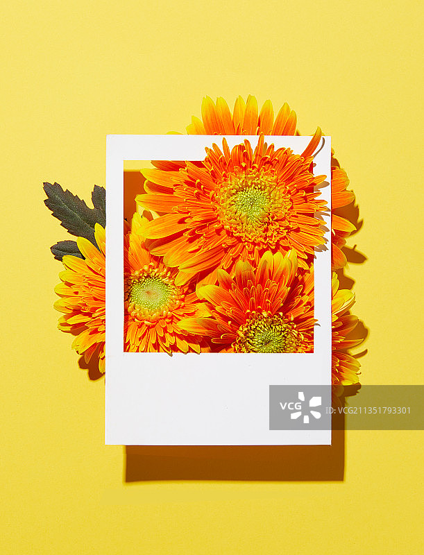 花卉素材、 祝福相框  鲜花卡片 花卉素材图片素材