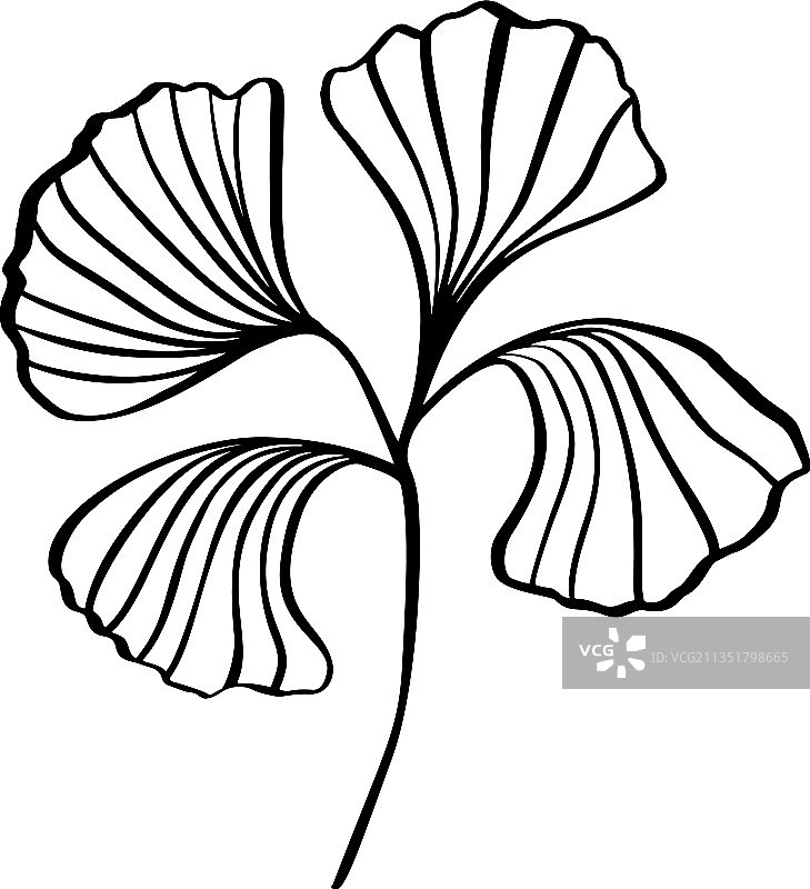 手绘复古银杏叶线条剪贴画图片素材