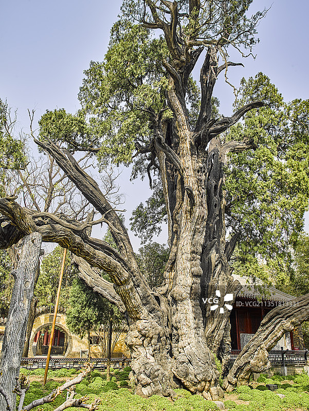 河南省郑州市登封市嵩阳书院将军柏图片素材