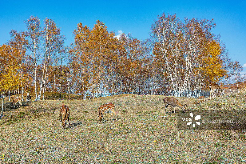 坝上秋色、鹿图片素材