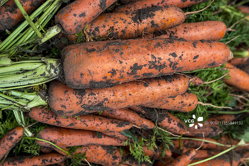 胡萝卜图片素材