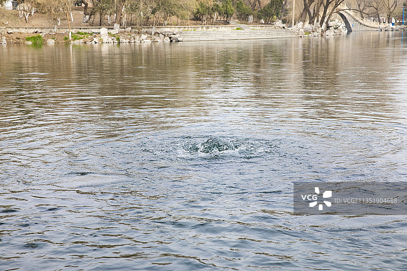 山东济南章丘区百脉泉公园龙泉风光图片素材