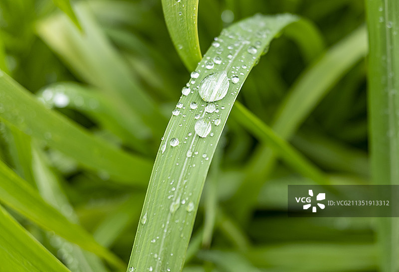 绿色草叶上的露珠特写图片素材