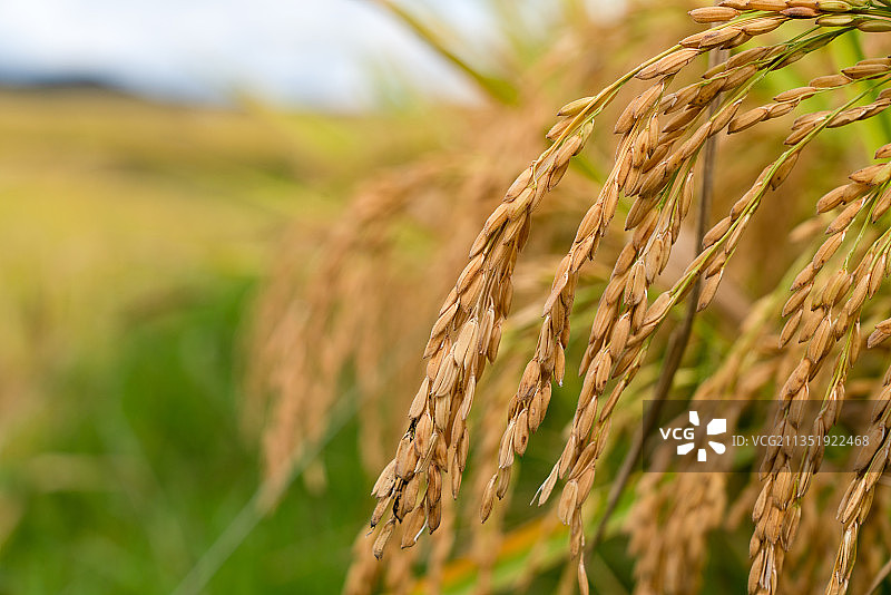 水稻特写图片素材