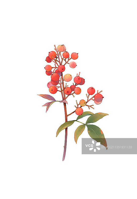 绘画插图南天竹图片素材