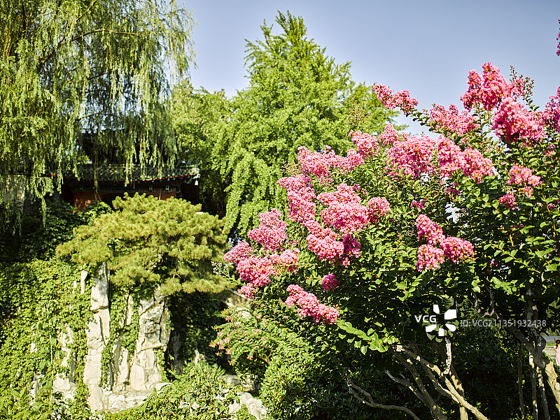 山东省济南市大明湖风景区花卉图片素材