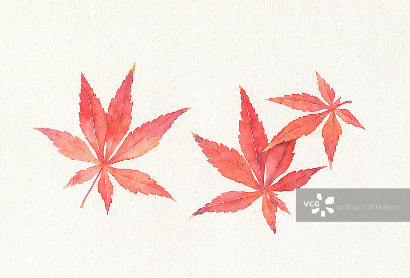 秋天的红叶图片素材