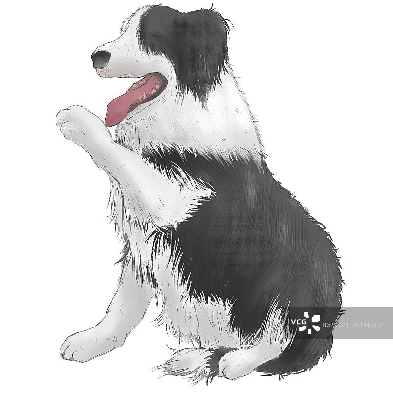边牧狗图片素材