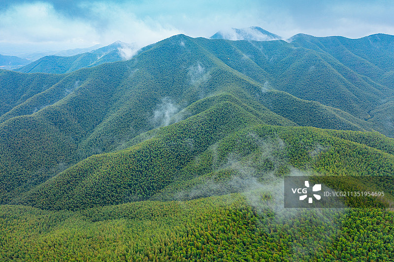 航拍湖州竹海图片素材