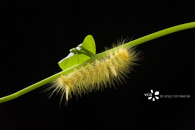 绿色藤蔓上的一只黄色毛毛虫图片素材