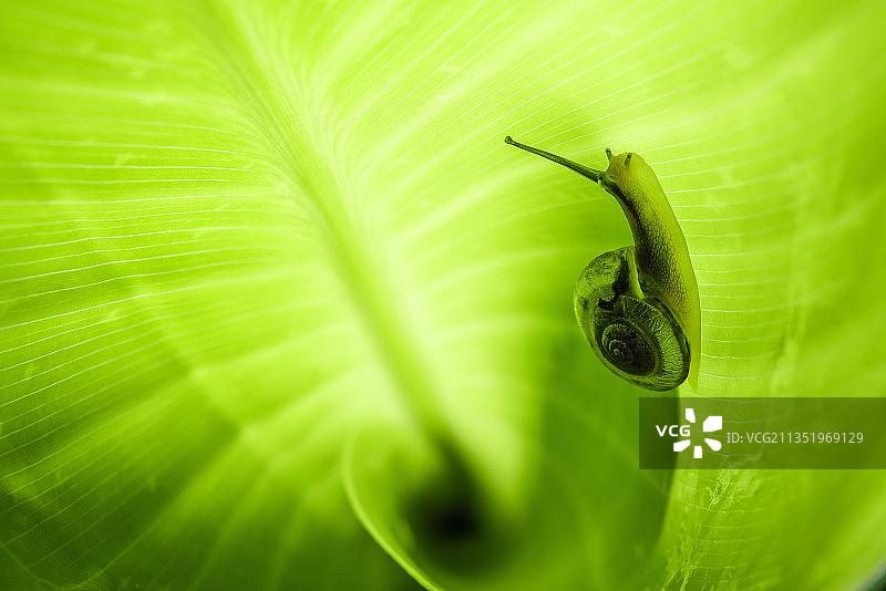 一只蜗牛在树叶上爬图片素材