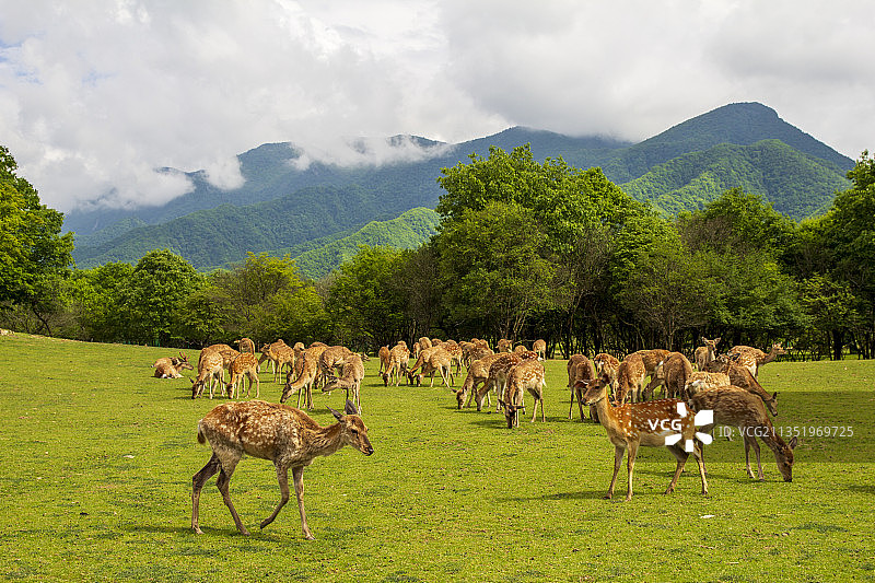 大九湖的鹿苑图片素材