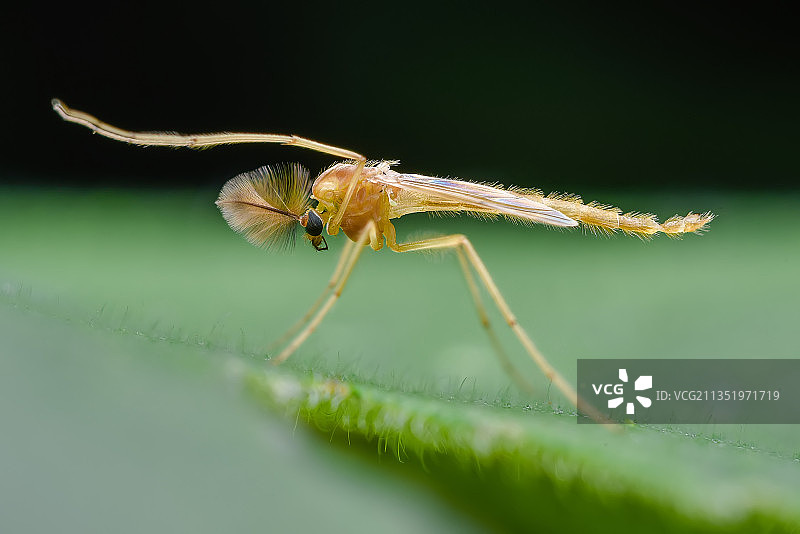 一只蚊子站在树叶上图片素材
