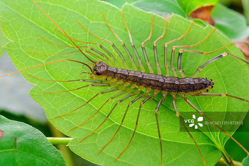 树叶上一只蚰蜒图片素材