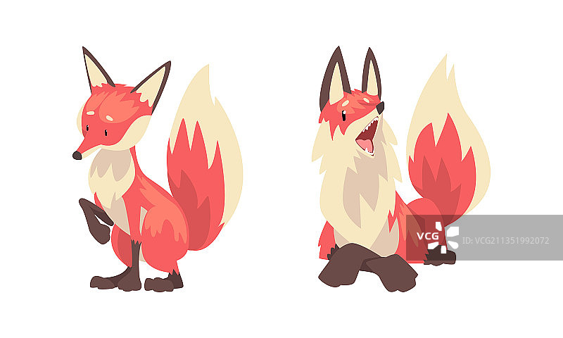 竖耳尖吻的狐狸动物图片素材