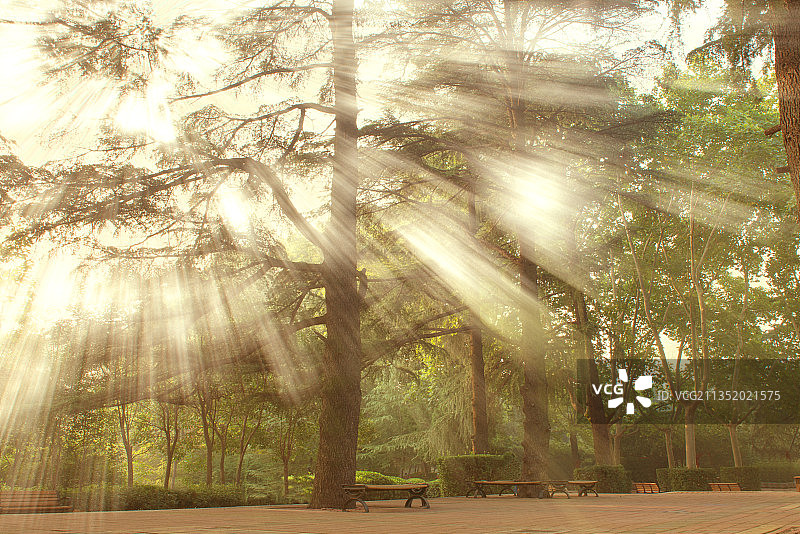 郑州市碧沙岗公园里的古树名木图片素材