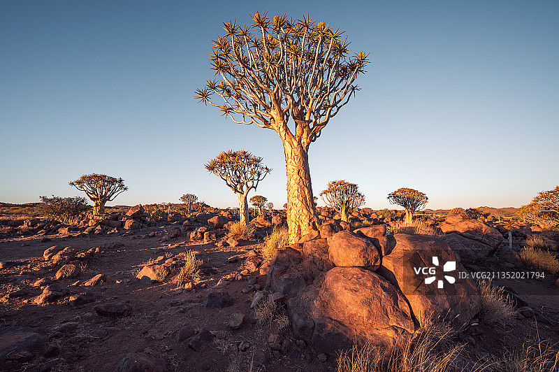 纳米比亚美丽的自然风景，南部非洲神奇的箭袋树林。图片素材