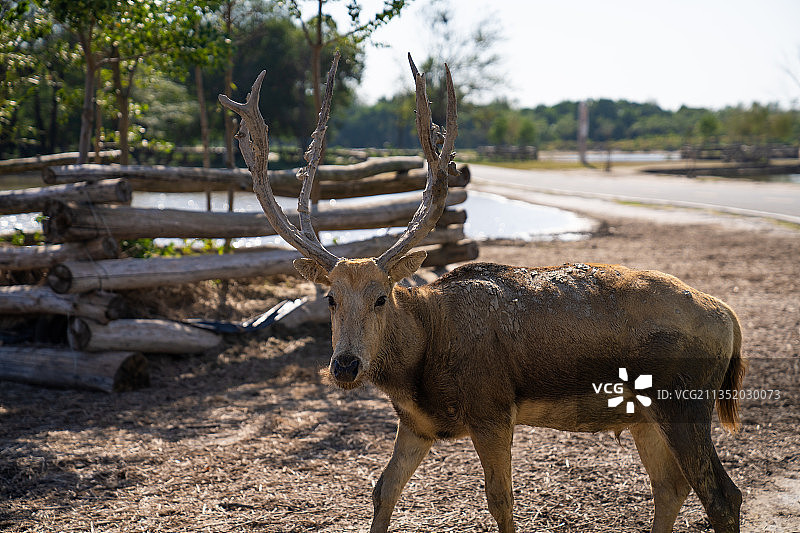 江苏大丰麋鹿国家级自然保护区图片素材