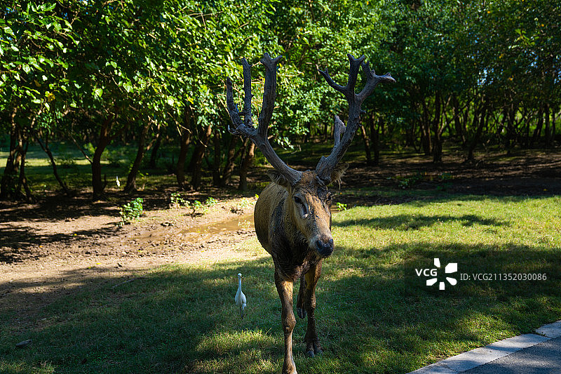江苏大丰麋鹿国家级自然保护区图片素材