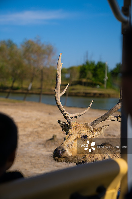 江苏大丰麋鹿国家级自然保护区图片素材